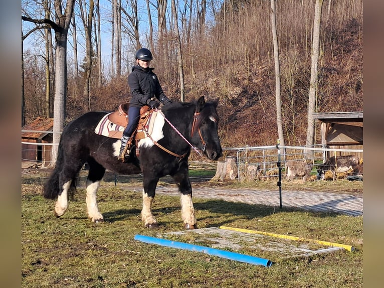 Nórico Caballo castrado 8 años 157 cm Pío in Bayerbach