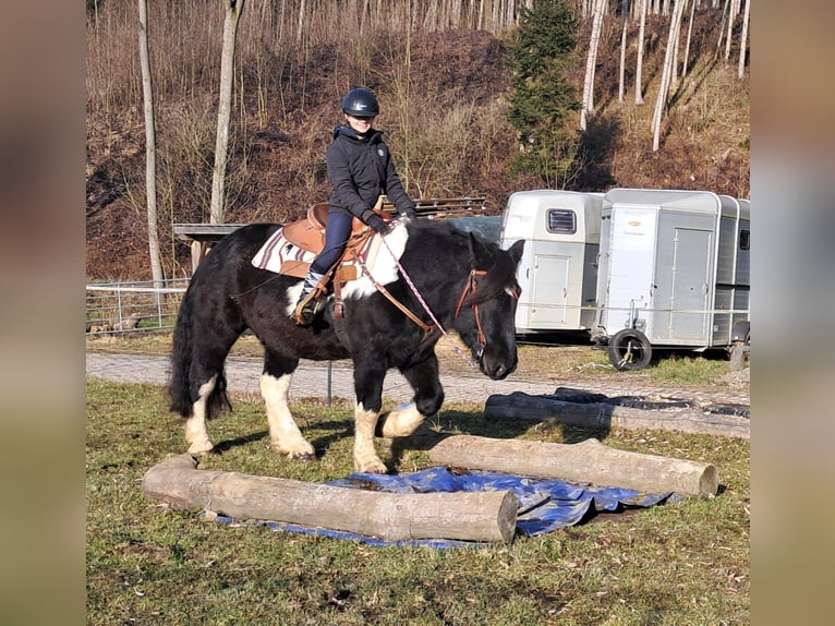 Nórico Caballo castrado 8 años 157 cm Pío in Bayerbach