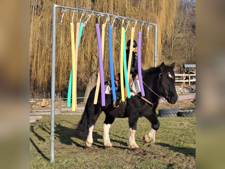 Nórico Caballo castrado 8 años 157 cm Pío in Bayerbach