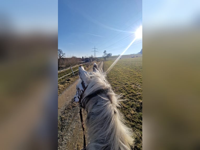 Nórico Caballo castrado 8 años 165 cm Atigrado/Moteado in Leutkirch im Allg&#xE4;u