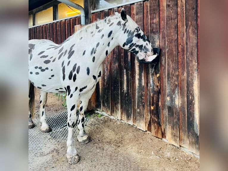 Nórico Caballo castrado 8 años 165 cm Atigrado/Moteado in Leutkirch im Allgäu