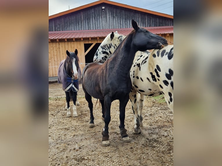 Nórico Caballo castrado 8 años 165 cm Atigrado/Moteado in Leutkirch im Allg&#xE4;u