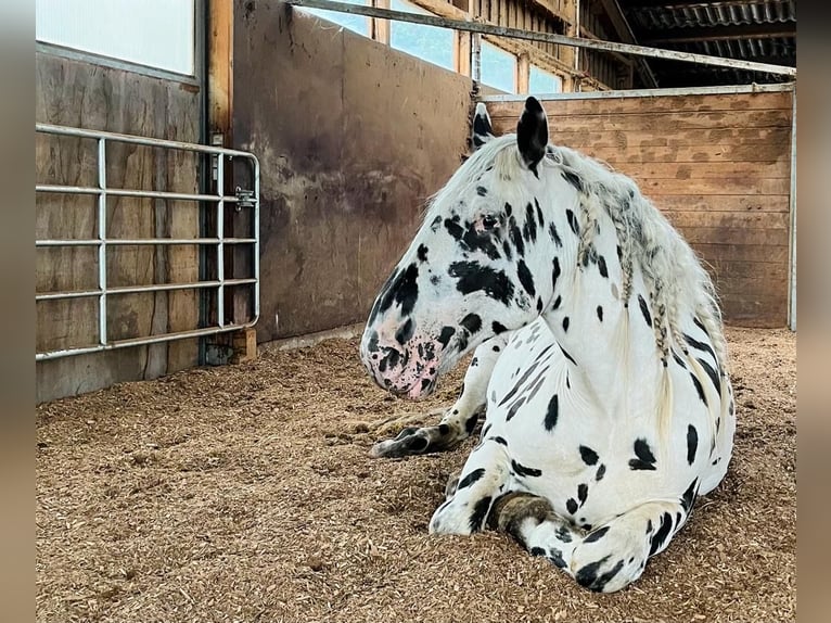 Nórico Caballo castrado 8 años 165 cm Atigrado/Moteado in Leutkirch im Allg&#xE4;u