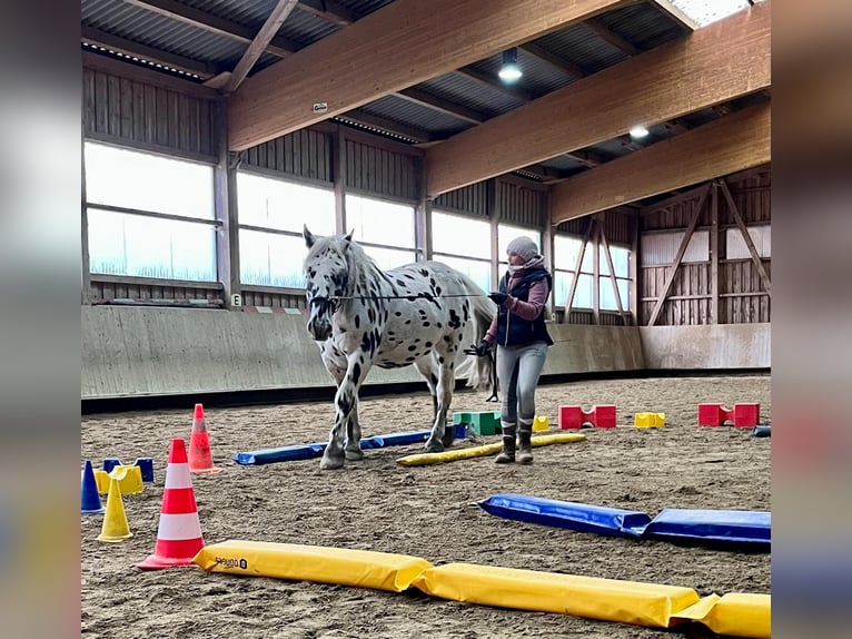 Nórico Caballo castrado 8 años 165 cm Atigrado/Moteado in Leutkirch im Allgäu