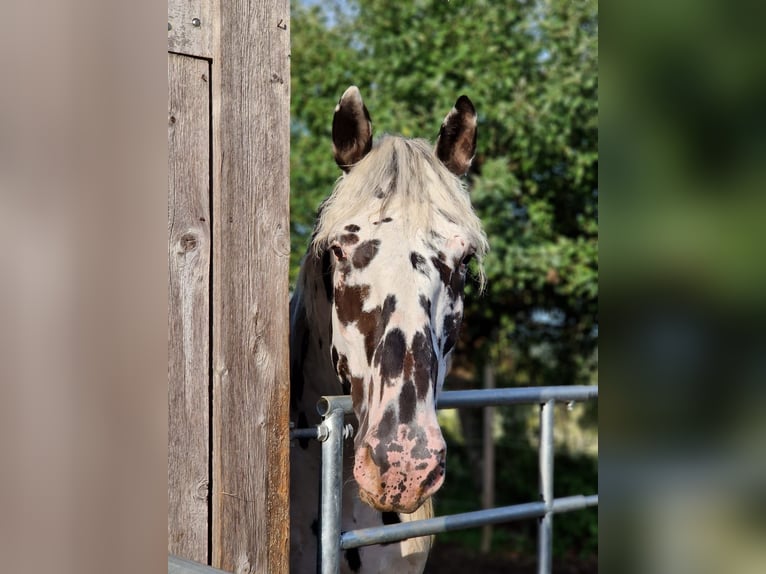 Nórico Caballo castrado 8 años 165 cm Atigrado/Moteado in Leutkirch im Allg&#xE4;u