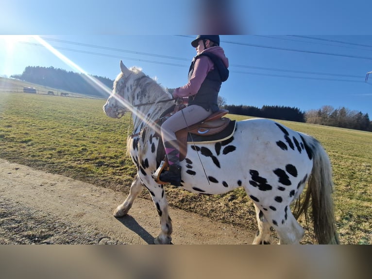 Nórico Caballo castrado 8 años 165 cm Atigrado/Moteado in Leutkirch im Allg&#xE4;u