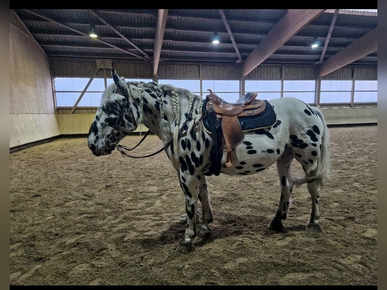 Nórico Caballo castrado 8 años 165 cm Atigrado/Moteado in Leutkirch im Allgäu