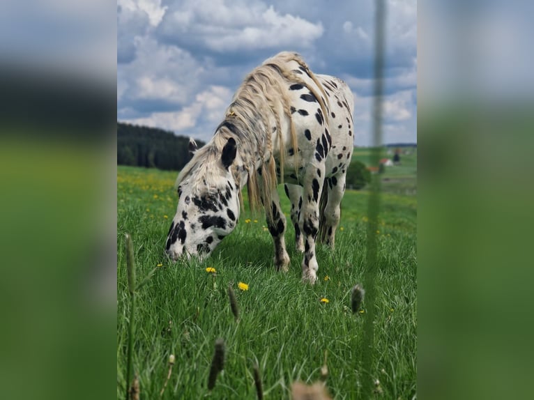 Nórico Caballo castrado 8 años 165 cm Atigrado/Moteado in Leutkirch im Allg&#xE4;u