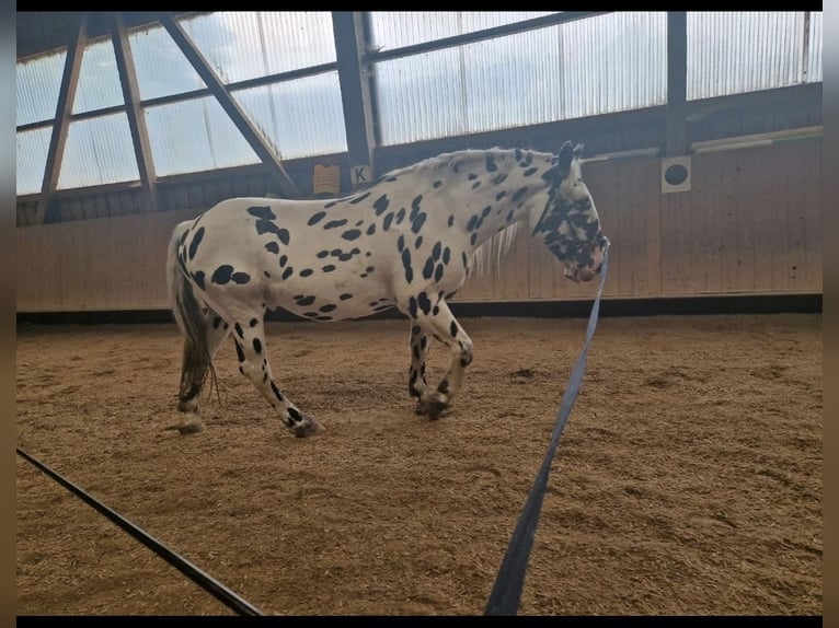 Nórico Caballo castrado 8 años 165 cm Atigrado/Moteado in Leutkirch im Allg&#xE4;u