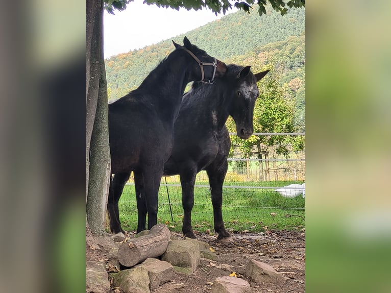 Nórico Caballo castrado 8 años 166 cm Atigrado/Moteado in Miltenberg