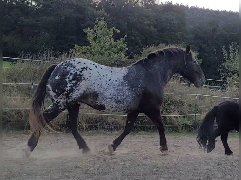 Nórico Caballo castrado 8 años 166 cm Atigrado/Moteado in Miltenberg