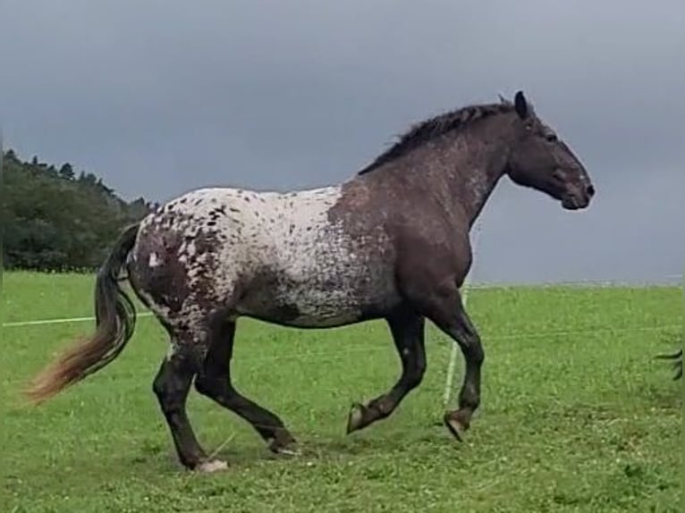 Nórico Caballo castrado 8 años 166 cm Atigrado/Moteado in Miltenberg