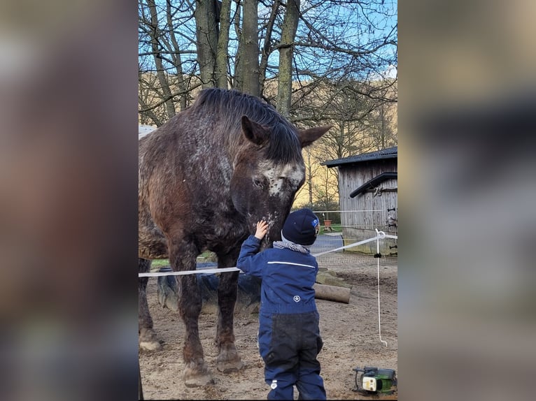 Nórico Caballo castrado 8 años 166 cm Atigrado/Moteado in Miltenberg