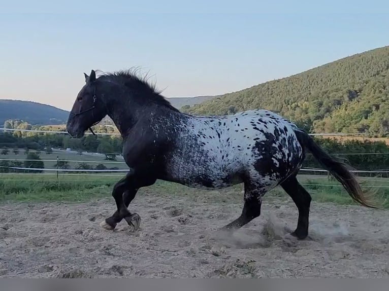 Nórico Caballo castrado 8 años 166 cm Atigrado/Moteado in Miltenberg