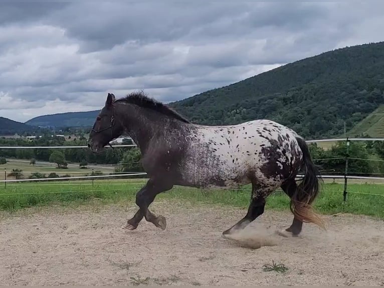 Nórico Caballo castrado 8 años 166 cm Atigrado/Moteado in Miltenberg