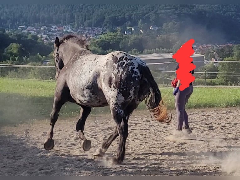 Nórico Caballo castrado 8 años 166 cm Atigrado/Moteado in Miltenberg