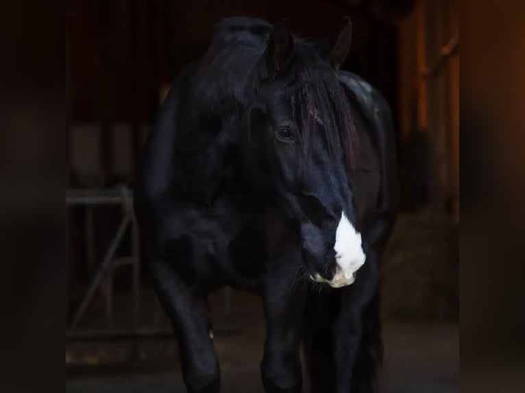 Nórico Caballo castrado 8 años 172 cm Negro in Remscheid