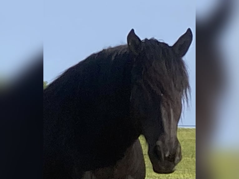 Nórico Caballo castrado 8 años 174 cm Negro in Sulz am NeckarSulz a.N.