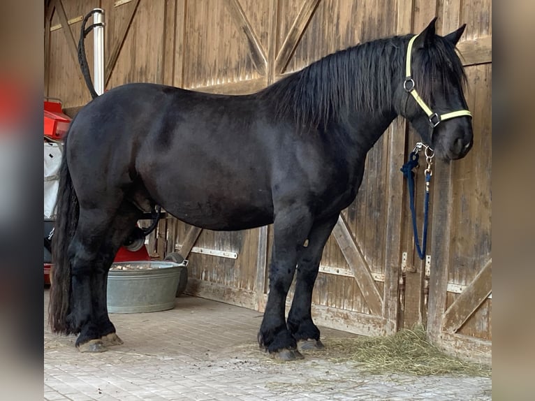 Nórico Caballo castrado 8 años 174 cm Negro in Sulz am NeckarSulz a.N.