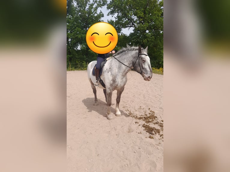 Nórico Caballo castrado 8 años 175 cm Atigrado/Moteado in Heimbach
