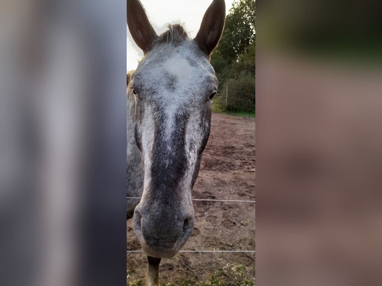 Nórico Caballo castrado 8 años 175 cm Atigrado/Moteado in Heimbach
