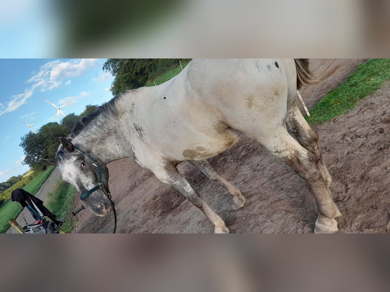 Nórico Caballo castrado 8 años 175 cm Atigrado/Moteado in Heimbach