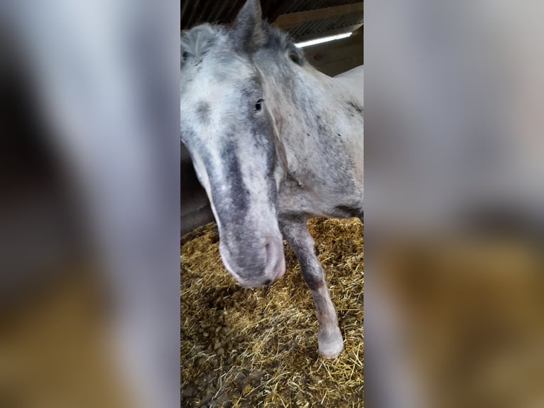 Nórico Caballo castrado 8 años 175 cm  in Heimbach