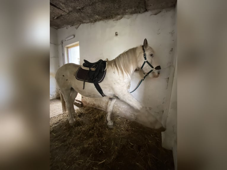 Nórico Mestizo Caballo castrado 9 años 156 cm Tordo in Niederdorf
