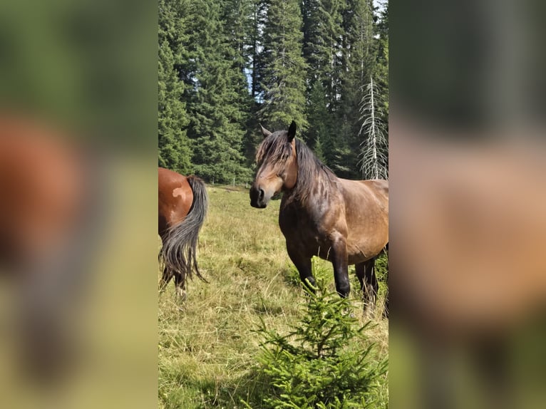 Nórico Caballo castrado 9 años 166 cm Castaño oscuro in GuggisbergGuggisberg