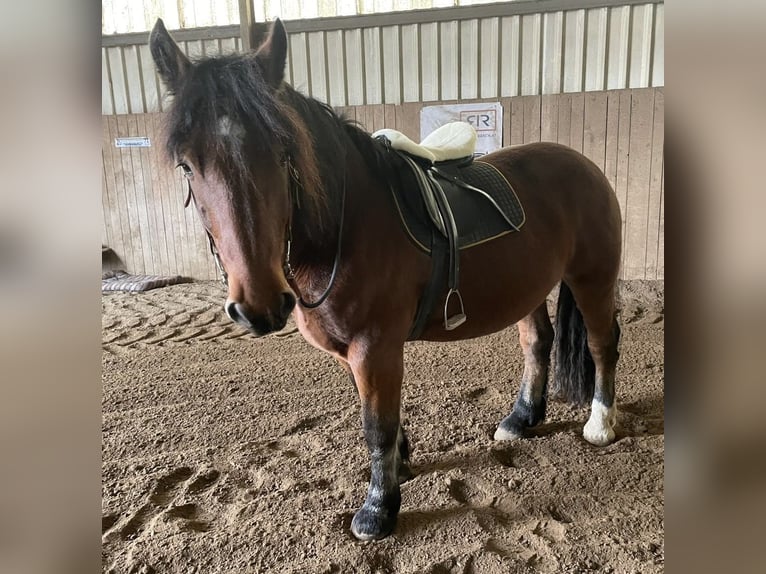 Nórico Caballo castrado 9 años Castaño in Helpfau-Uttendorf
