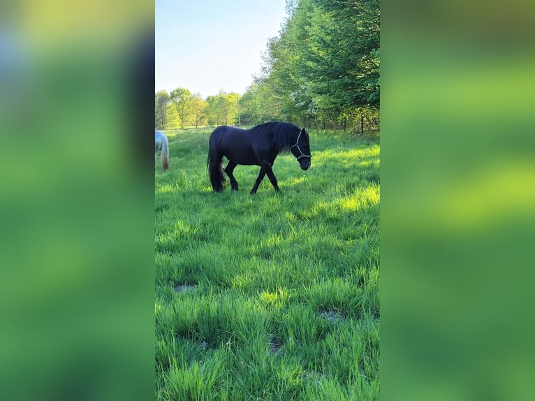 Norico Castrone 10 Anni 163 cm Morello in Bad Rothenfelde