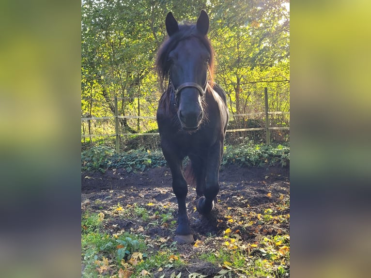 Norico Castrone 10 Anni 163 cm Morello in Bad Rothenfelde