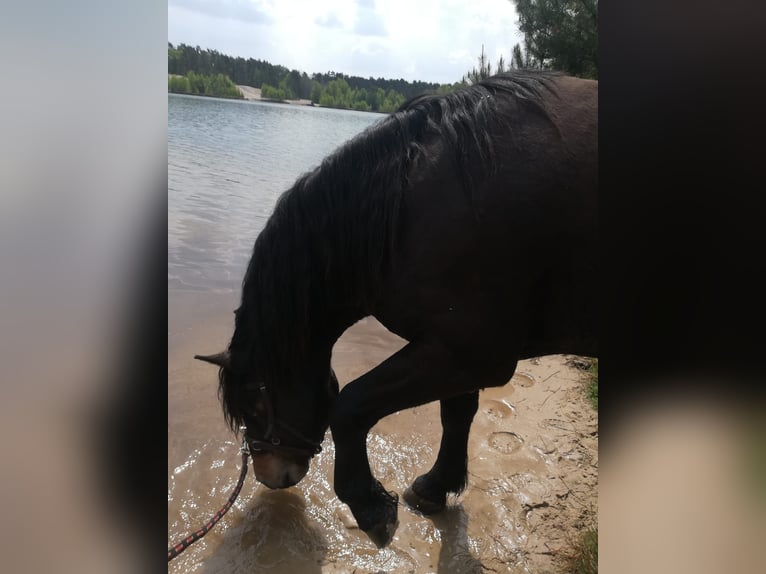 Norico Castrone 10 Anni 165 cm Baio scuro in Wunstorf