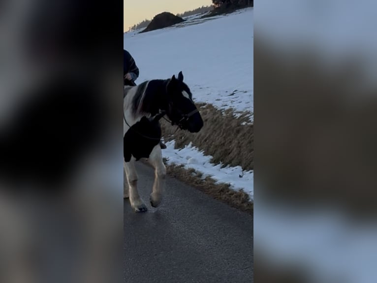 Norico Castrone 11 Anni 157 cm Pezzato in Mengkofen