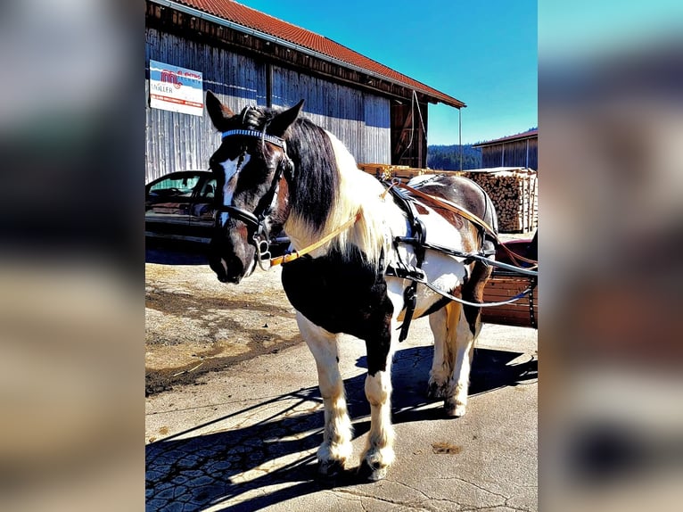 Norico Castrone 12 Anni 162 cm Pezzato in Rinchnach