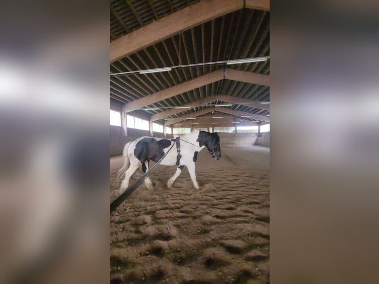 Norico Castrone 12 Anni 162 cm Pezzato in Rinchnach