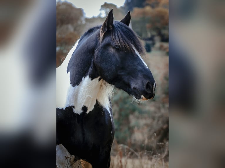 Norico Castrone 12 Anni 162 cm Pezzato in Rinchnach