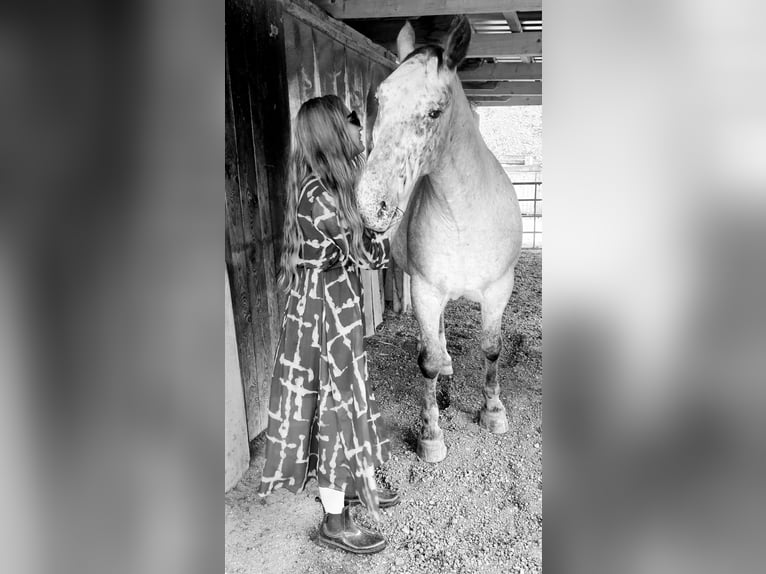 Norico Mix Castrone 12 Anni 163 cm in Dobrowa