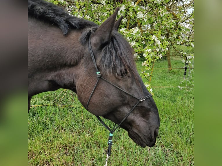 Norico Castrone 12 Anni 165 cm Morello in Büttelborn