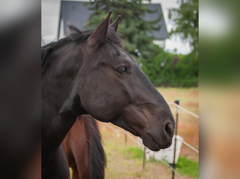 Norico Castrone 12 Anni 165 cm Morello in Büttelborn