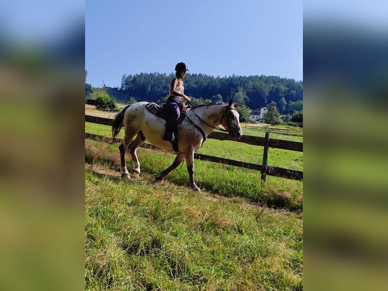 Norico Mix Castrone 13 Anni 163 cm in Dobrowa