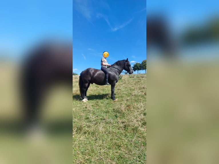 Norico Castrone 13 Anni 165 cm Morello in Gleichen Norico Castrone 13 Anni 165 cm Morello in Gleichen