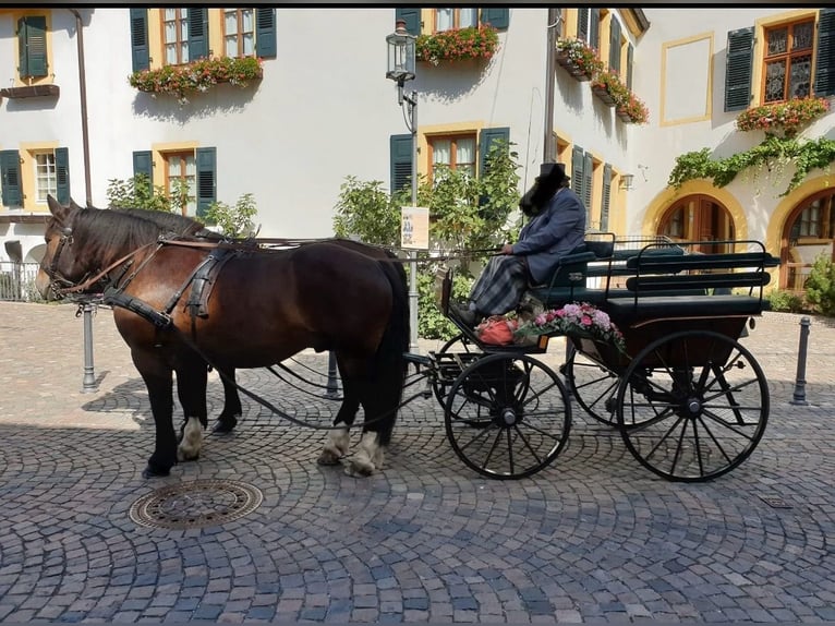 Norico Castrone 15 Anni Baio in Niederkirchen bei Deidesheim