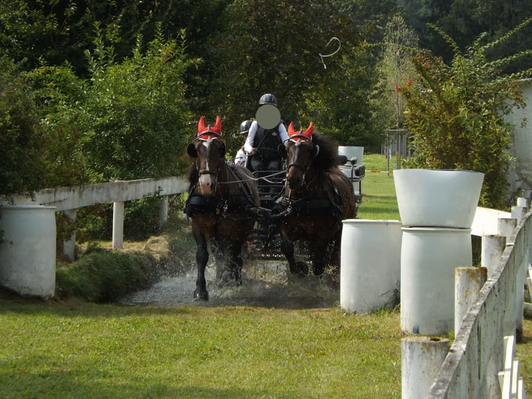 Norico Castrone 17 Anni 170 cm Baio scuro in Plattling