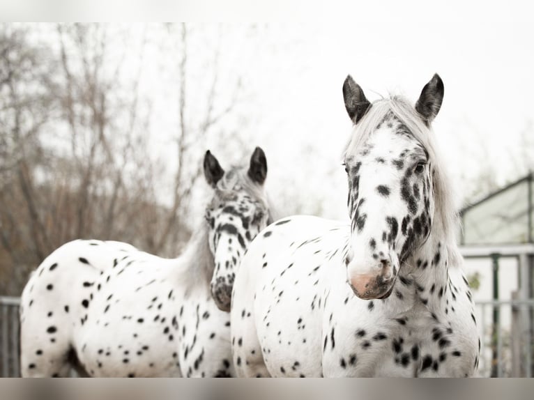 Norico Castrone 1 Anno 160 cm Leopard in Kockengen