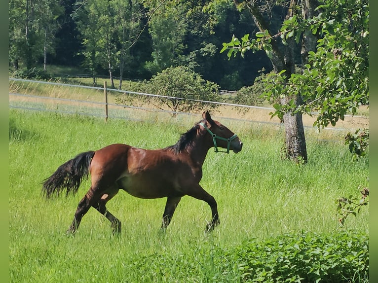 Norico Castrone 2 Anni 155 cm Baio in Küßnach