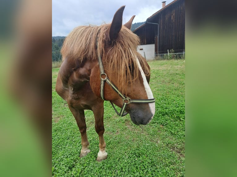 Norico Castrone 2 Anni 160 cm Sauro in Bad Kötzting