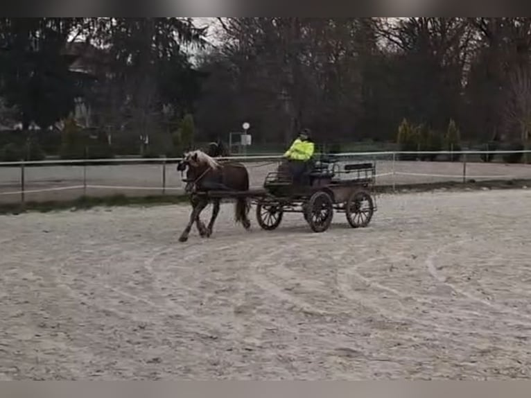Norico Castrone 2 Anni 162 cm Sauro scuro in Ptuj
