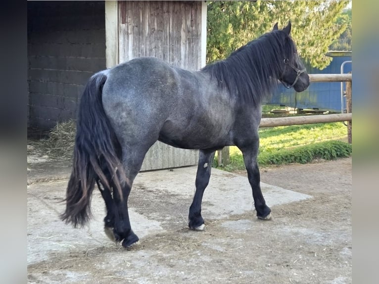 Norico Castrone 2 Anni 165 cm Roano blu in Lichtenberg