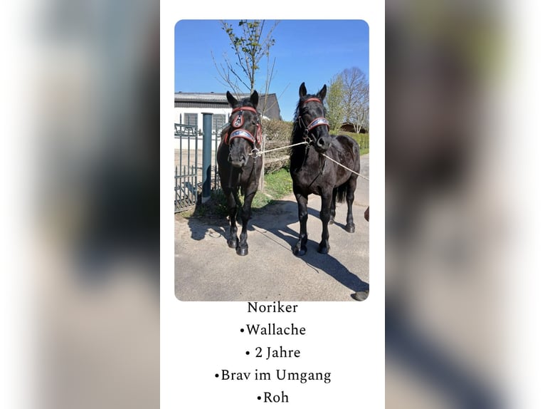 Norico Castrone 2 Anni Morello in Nettersheim